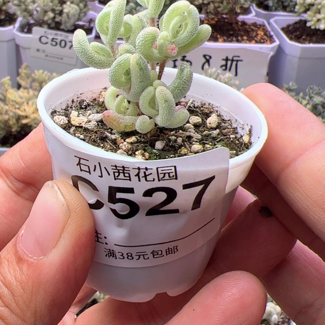 端午福利-多肉植物枝干紫闪光带拉丝