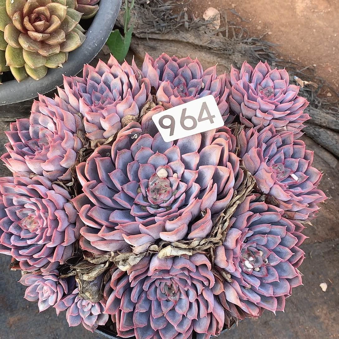 964猎户座一物一拍多肉