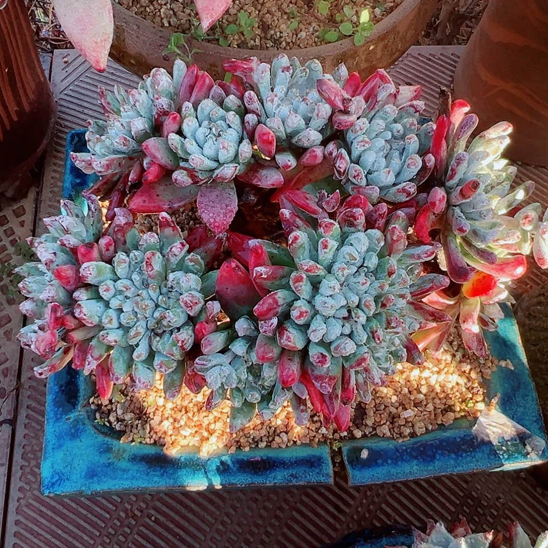 9397海瑟拇指仙女杯