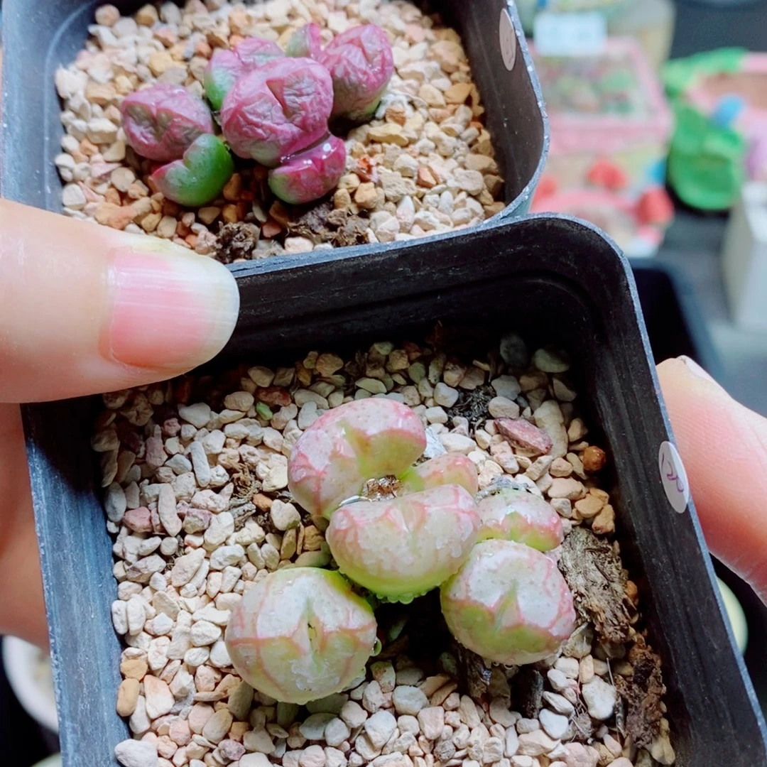 暖***O生石花花花哈哈哈哈哈哈703