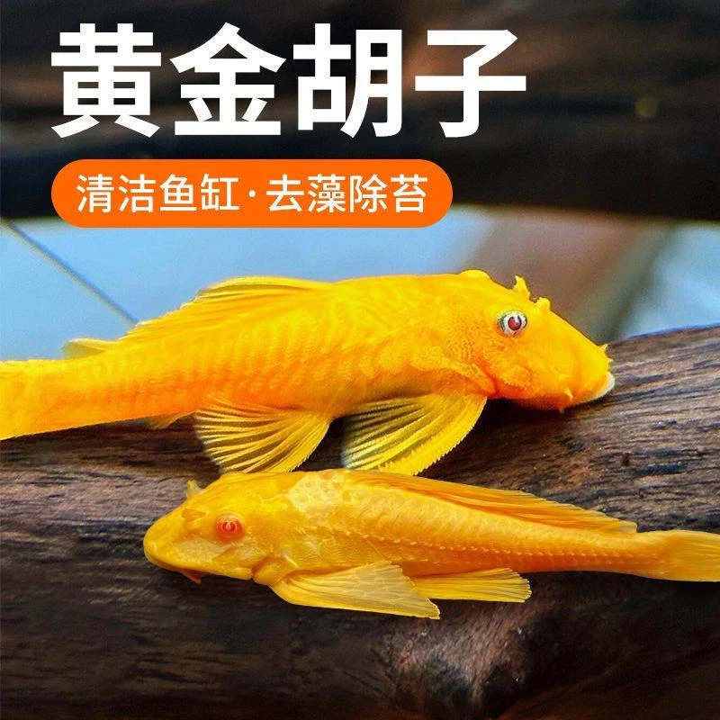 鱼清洁吸盘24K大鱼清洁工吸壁好养钻石彩虹鲫蝴蝶鲤