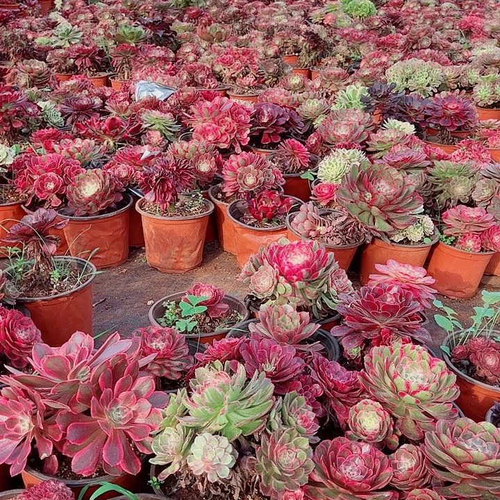 箱排五颗不同品种多肉植物