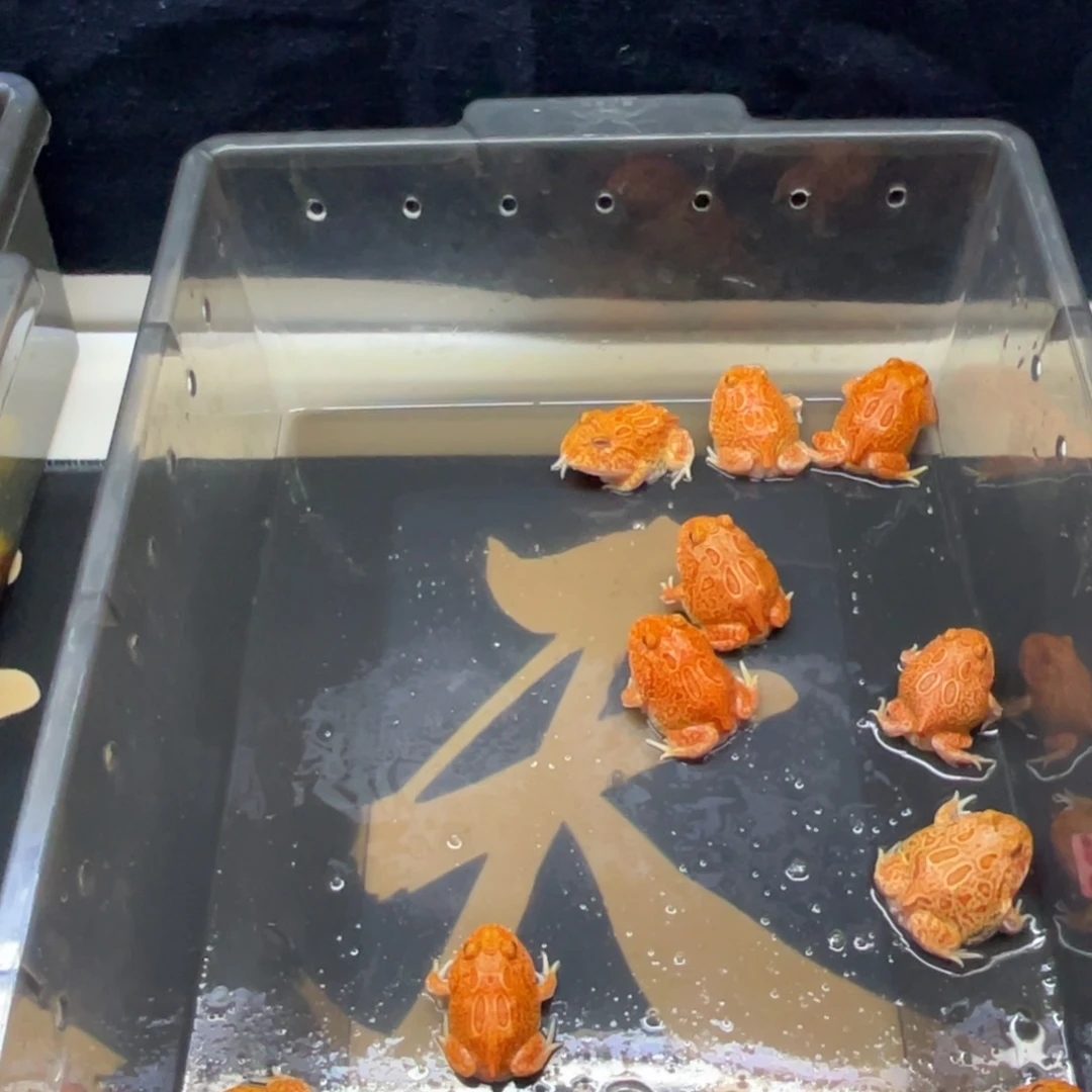 角蛙特价火龙草莓角蛙