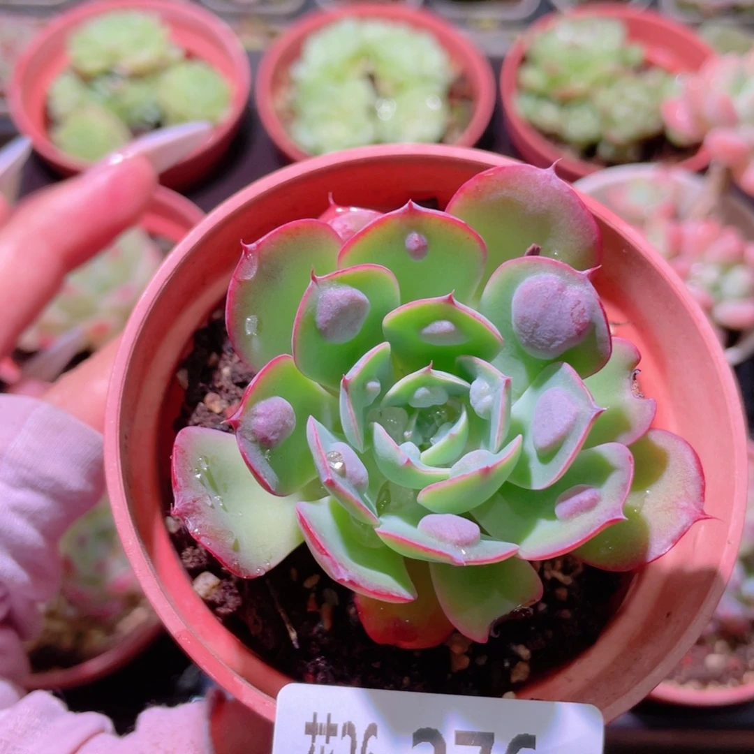 花利美26-276雨滴