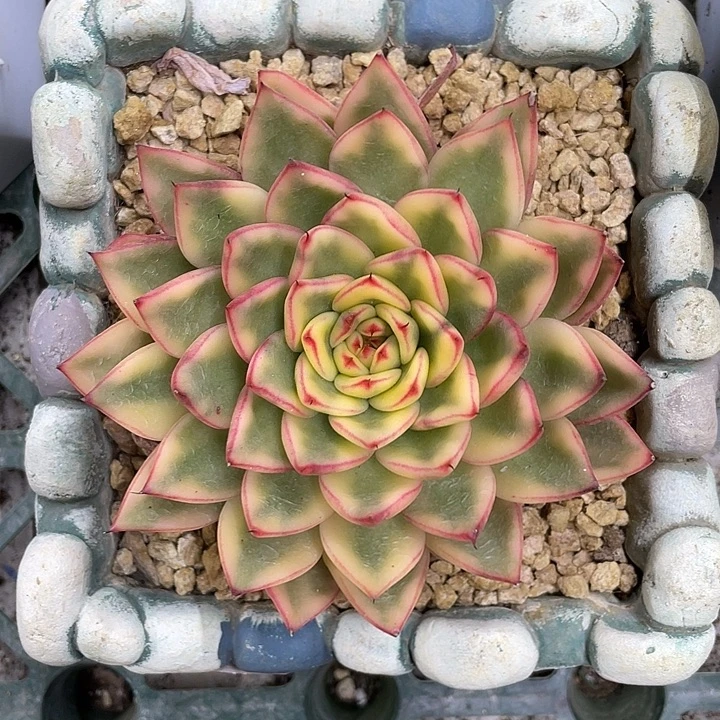 阿诗娜锦一物一拍锦龙