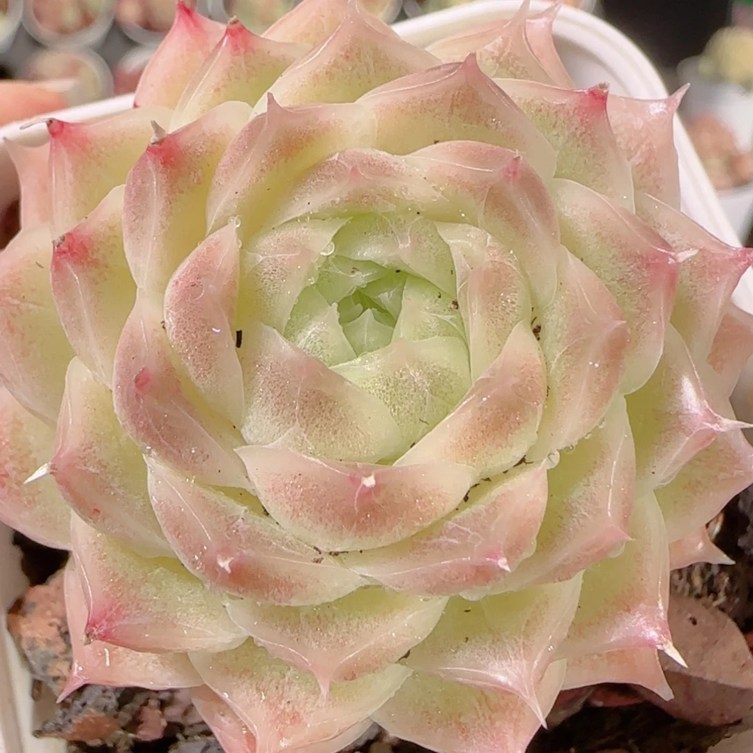 花语逸镜1202-383散