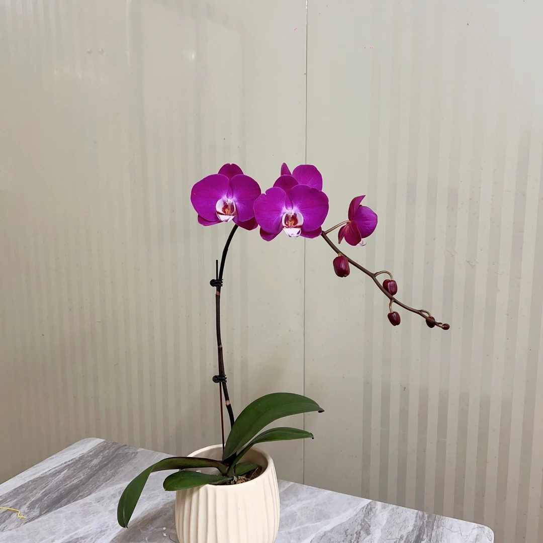 【青梅竹马】精品蝴蝶兰鲜花绿植室内花盆景
