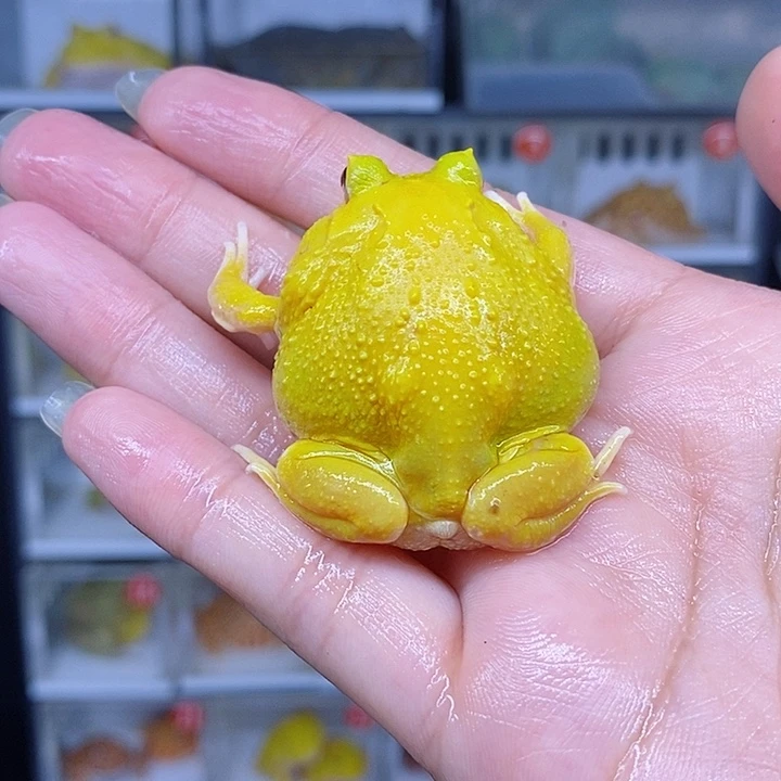 特价秒杀特价原价超皮