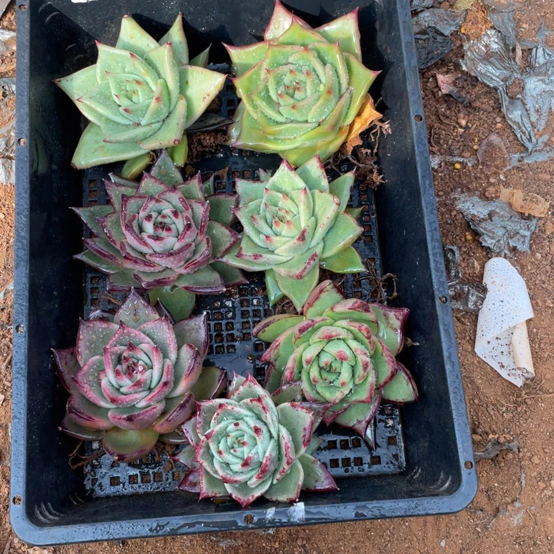 无花朵若如东云单拍B411