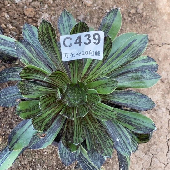 439原始绿水墨丹青多肉植物