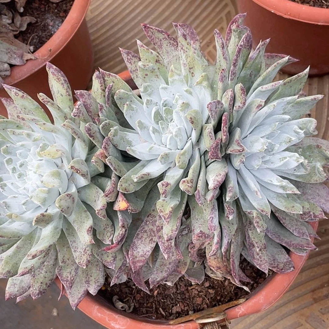 【闪购商品】勿**。浦西个体