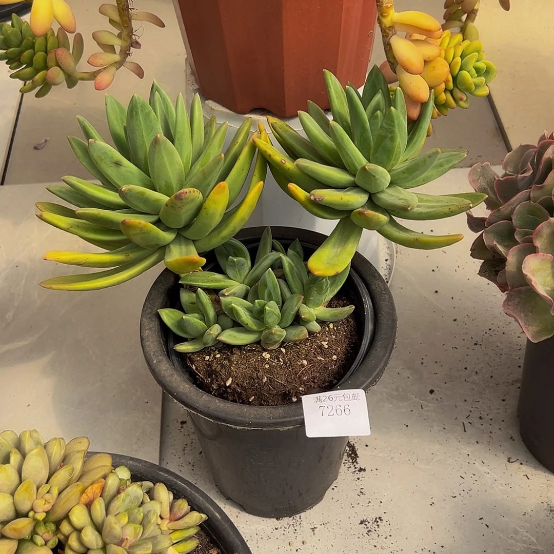 封***爱7266海洋之歌多肉植物多肉