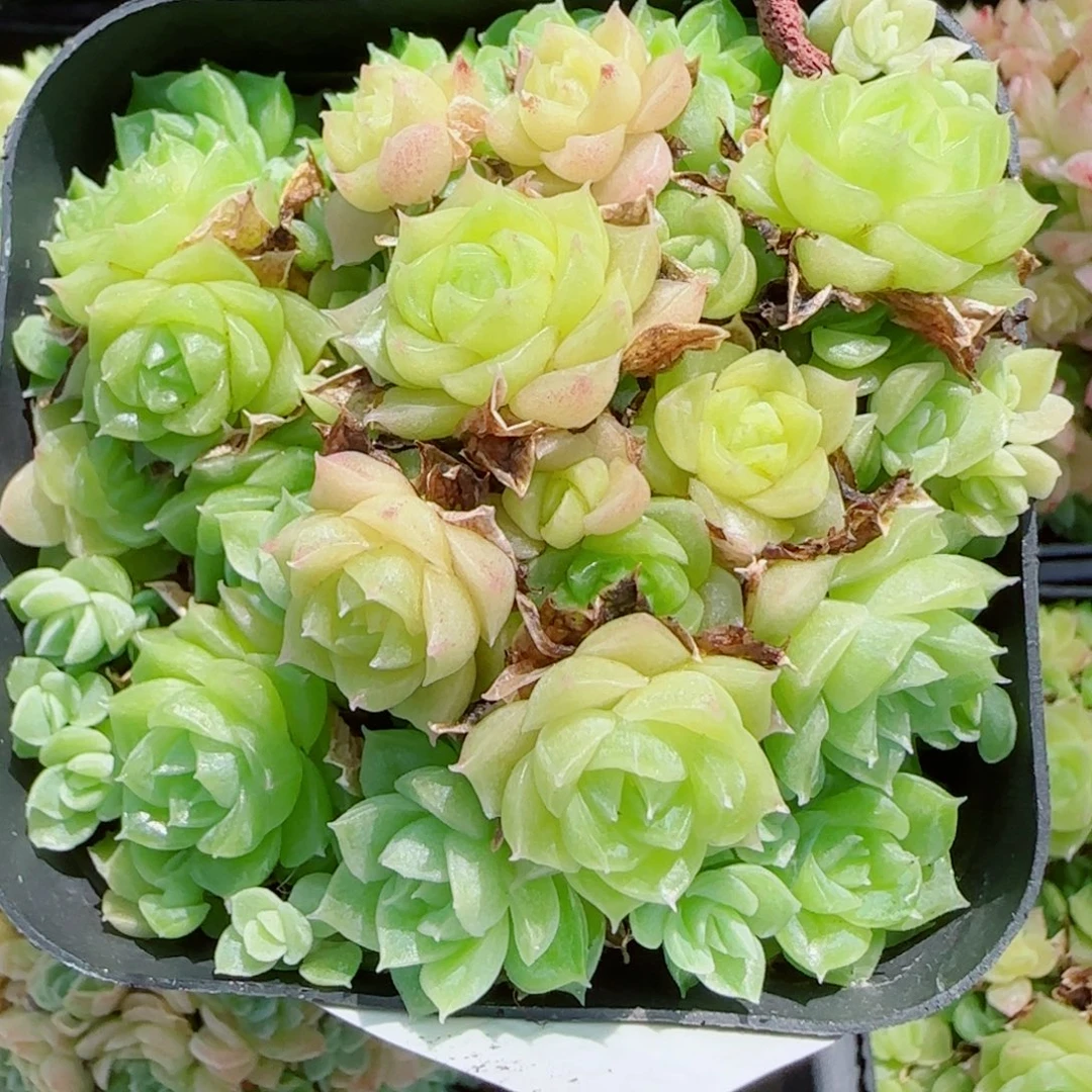 ****空花语逸镜0907-40散