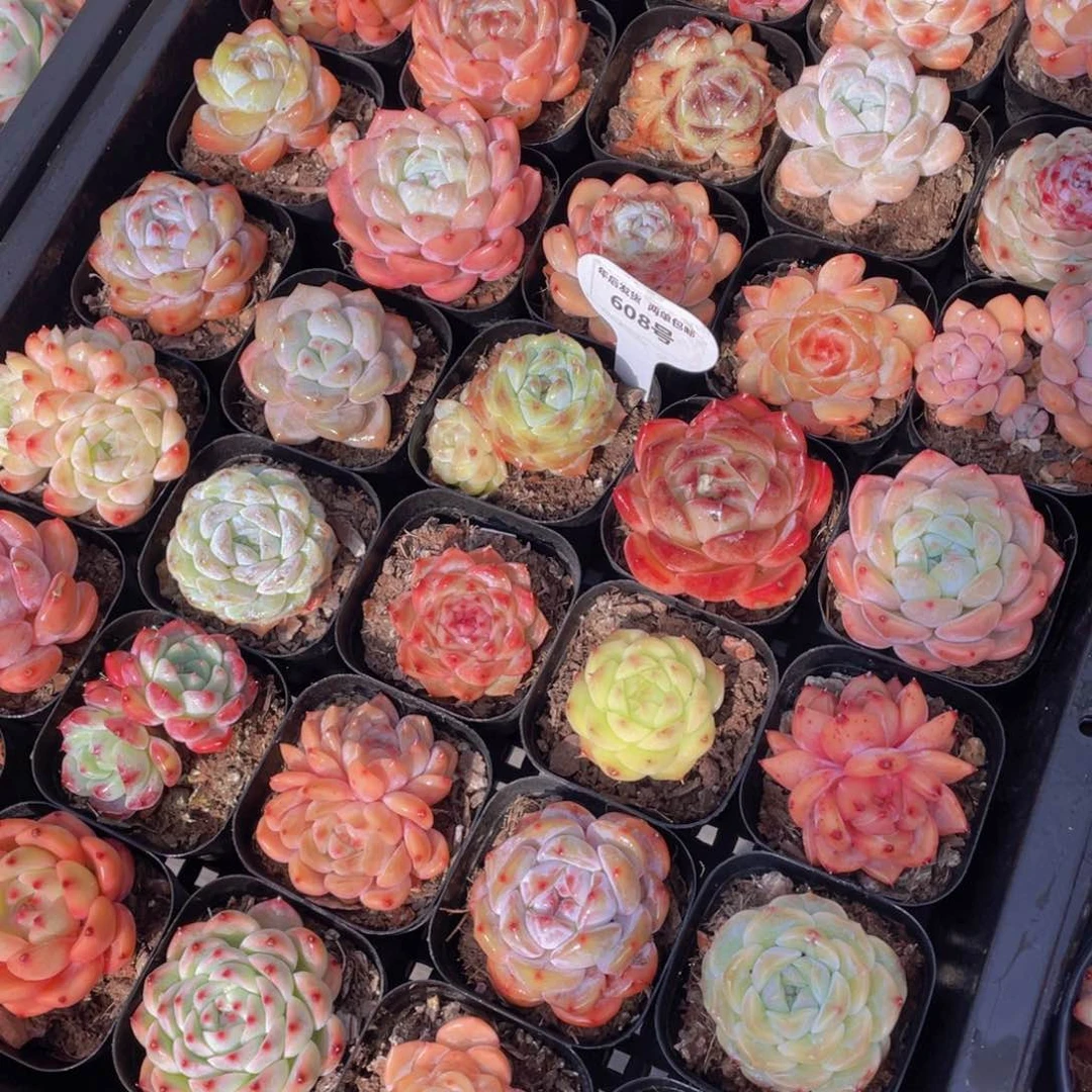 608号新年组合精品美肉九个加赠一个