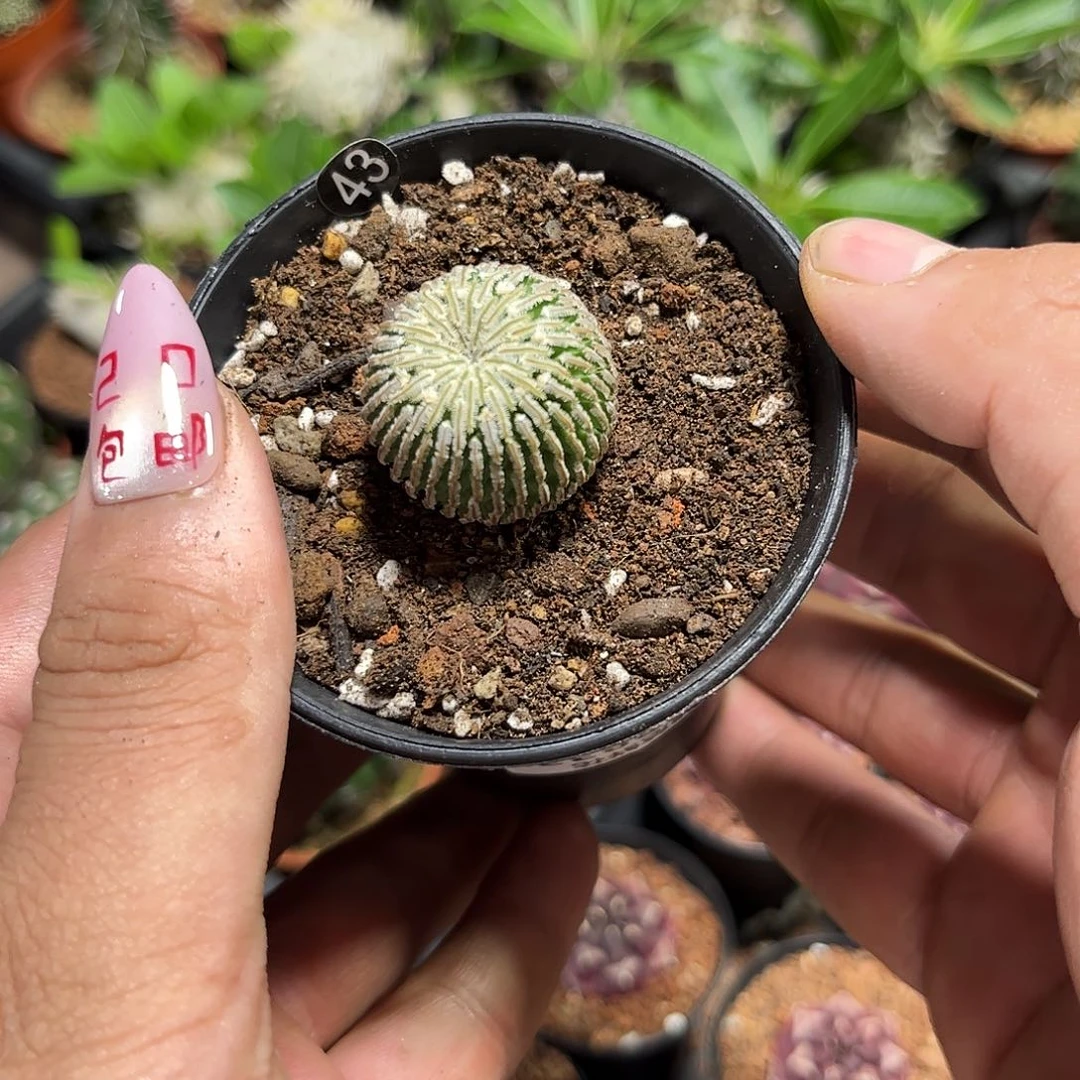 怦***、108833一物一拍不包售后