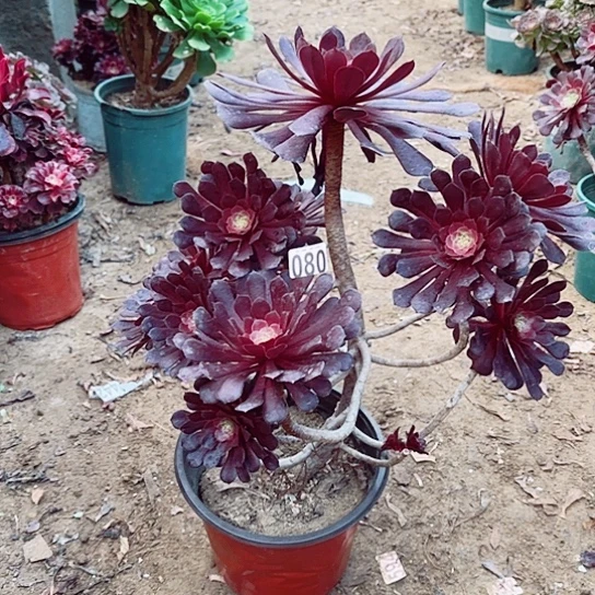 做****己080黑桐老桩法师