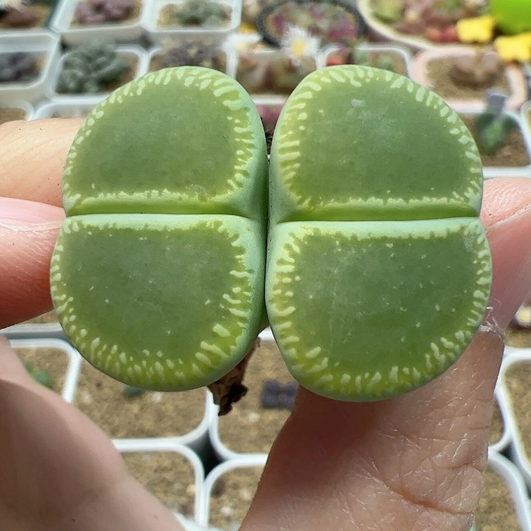 【闪购商品】68 绿光阳
