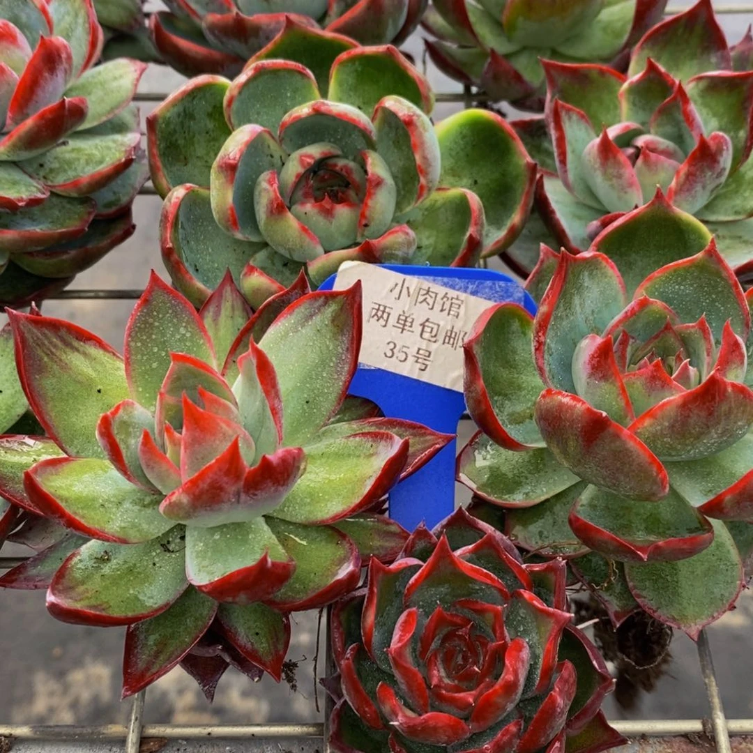 35-开播福利惊鸿仙子大单头加小单头