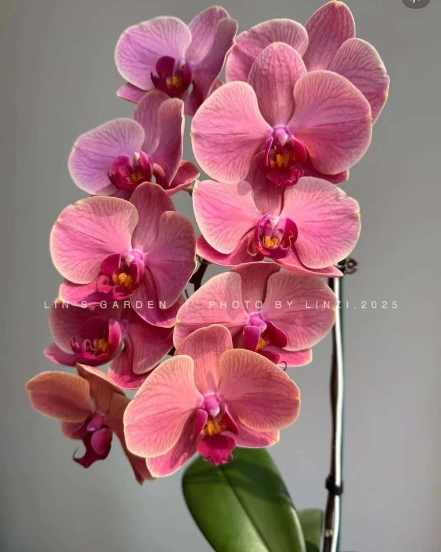 福利品【那博纳】苗 ！带花剑  3.0寸蝴蝶兰