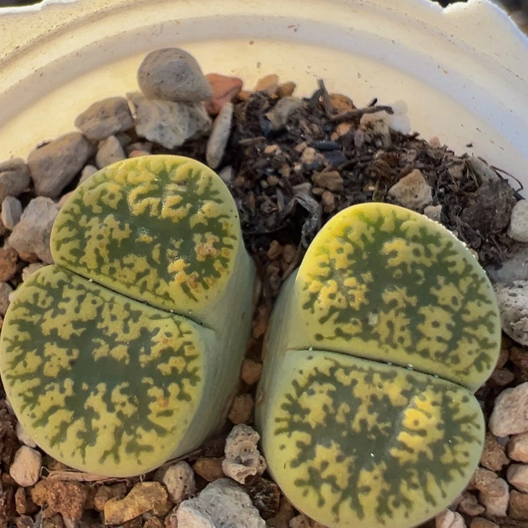 92多肉植物百科植物