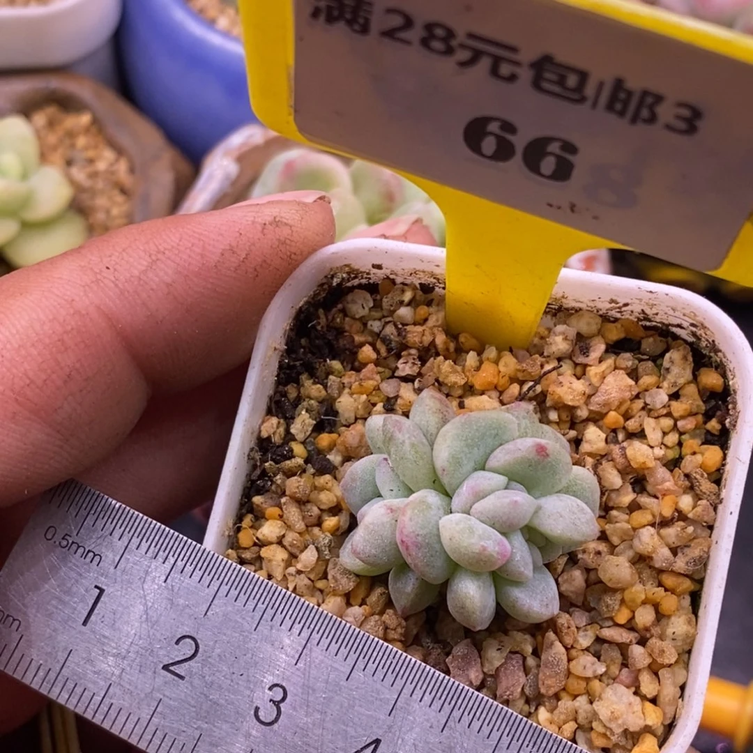 浠***贝366冰玉石石化朵朵……