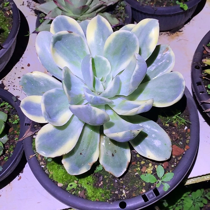 美肉特价活动开始啦