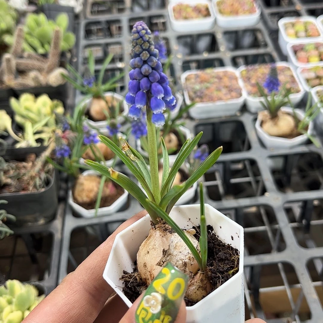 就这个死样子单头发货有根