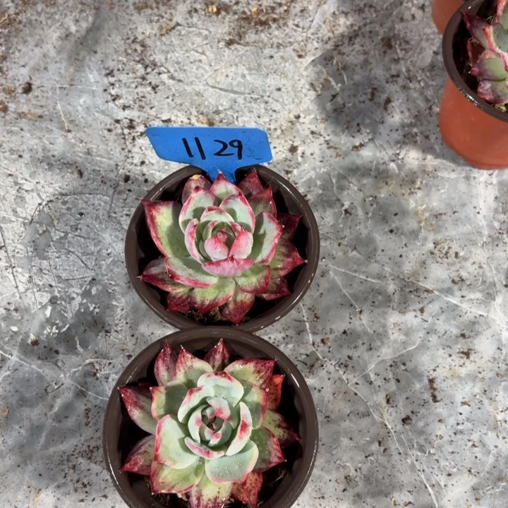 1129惊鸿红红火火