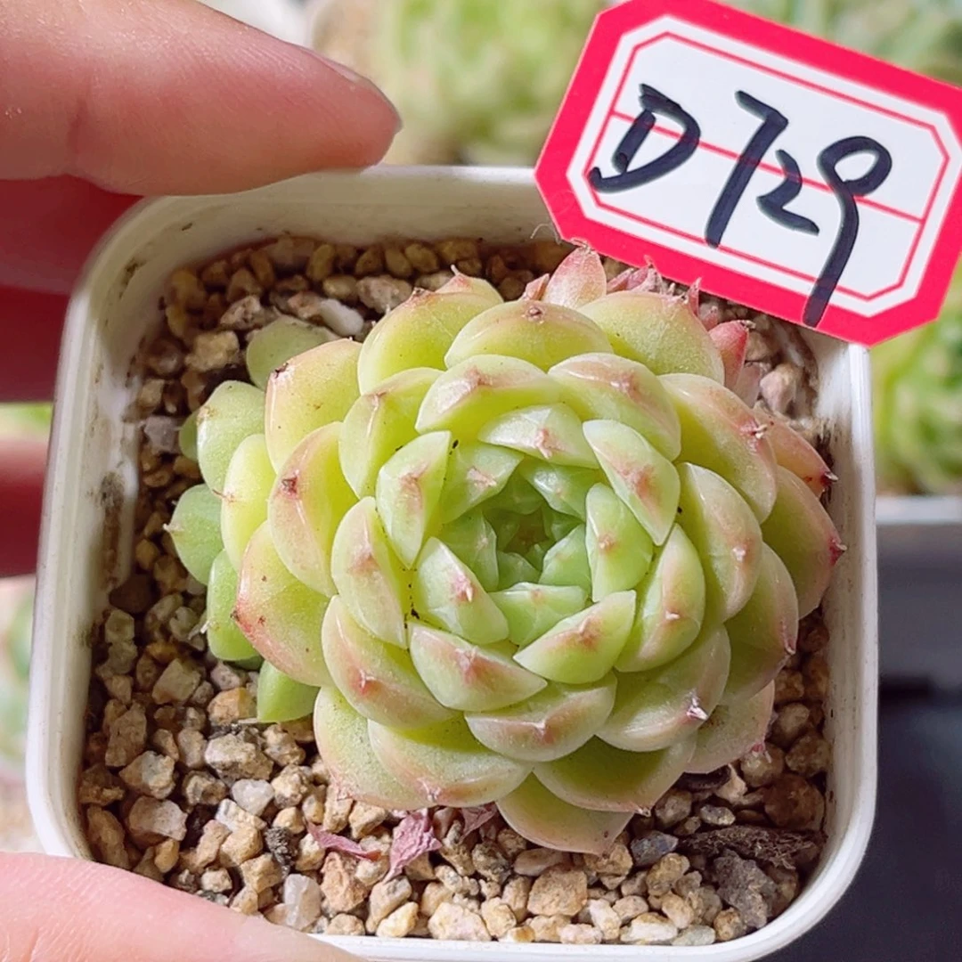 D729 一物一拍 18包邮