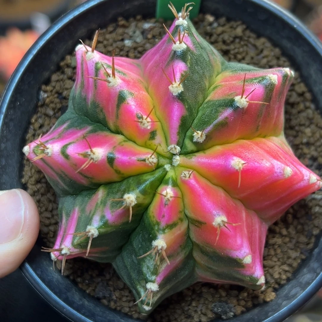 泰系实生白锦米哈锦H18