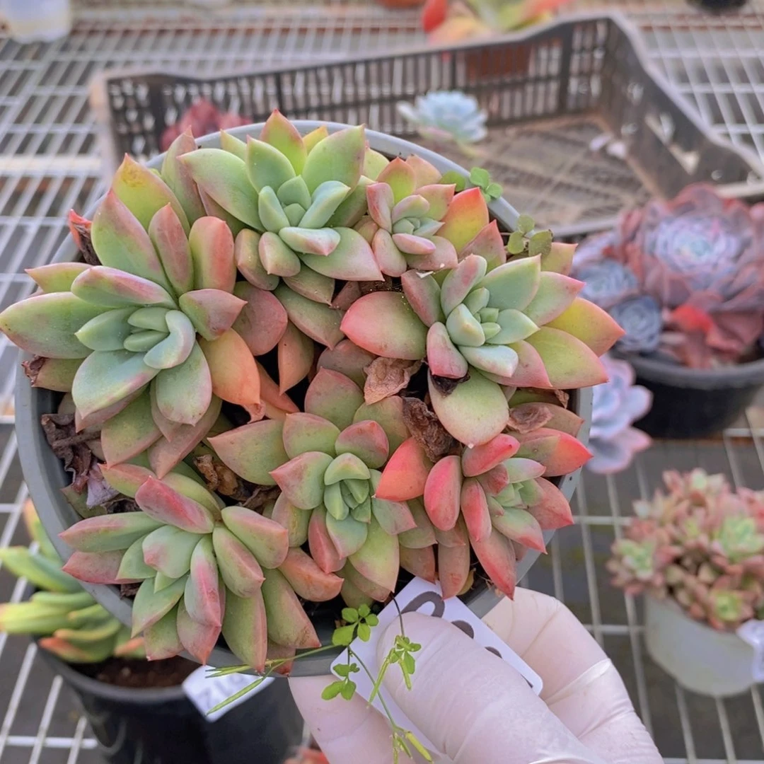 0985不知名一物一拍