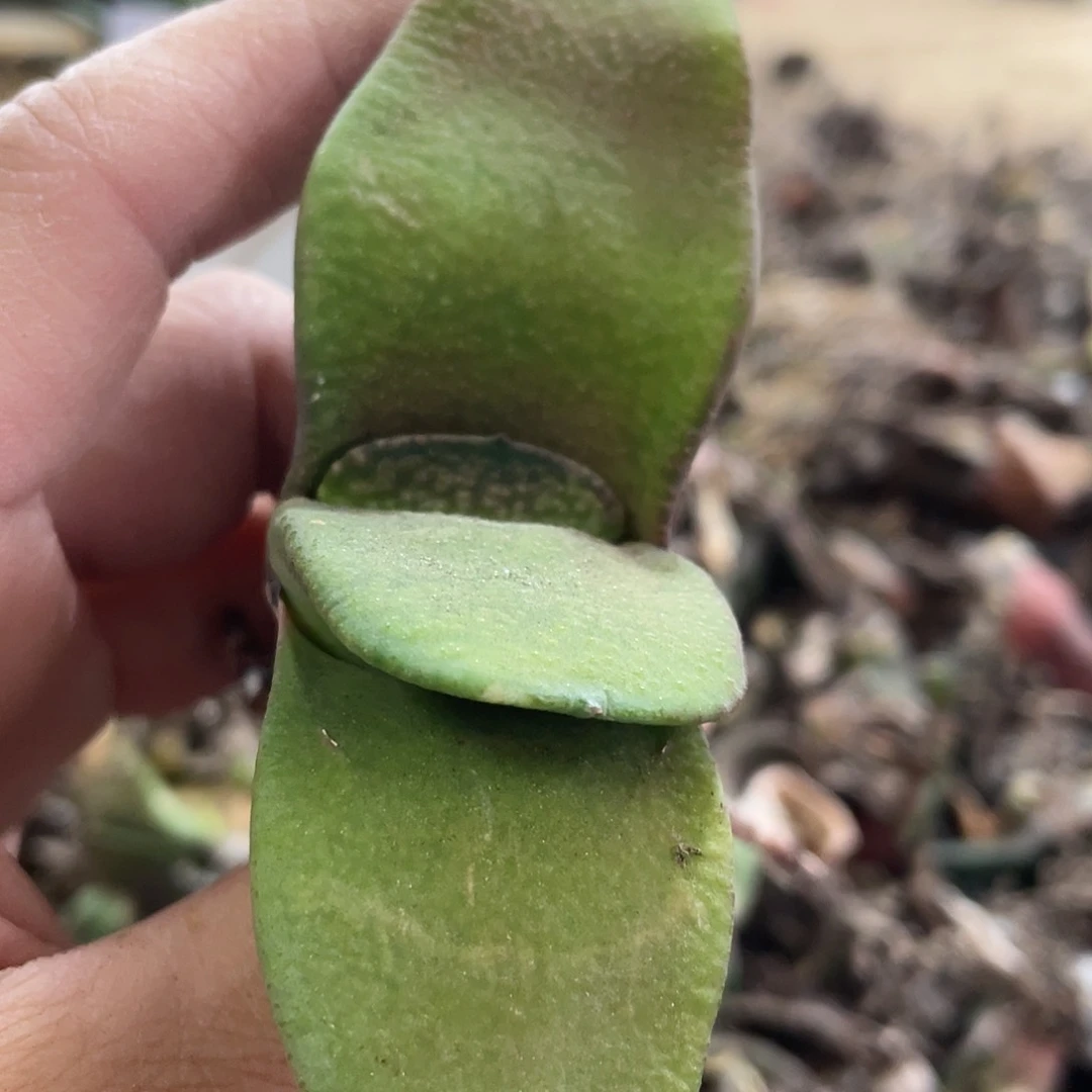 星*瑶星瑶专拍111111