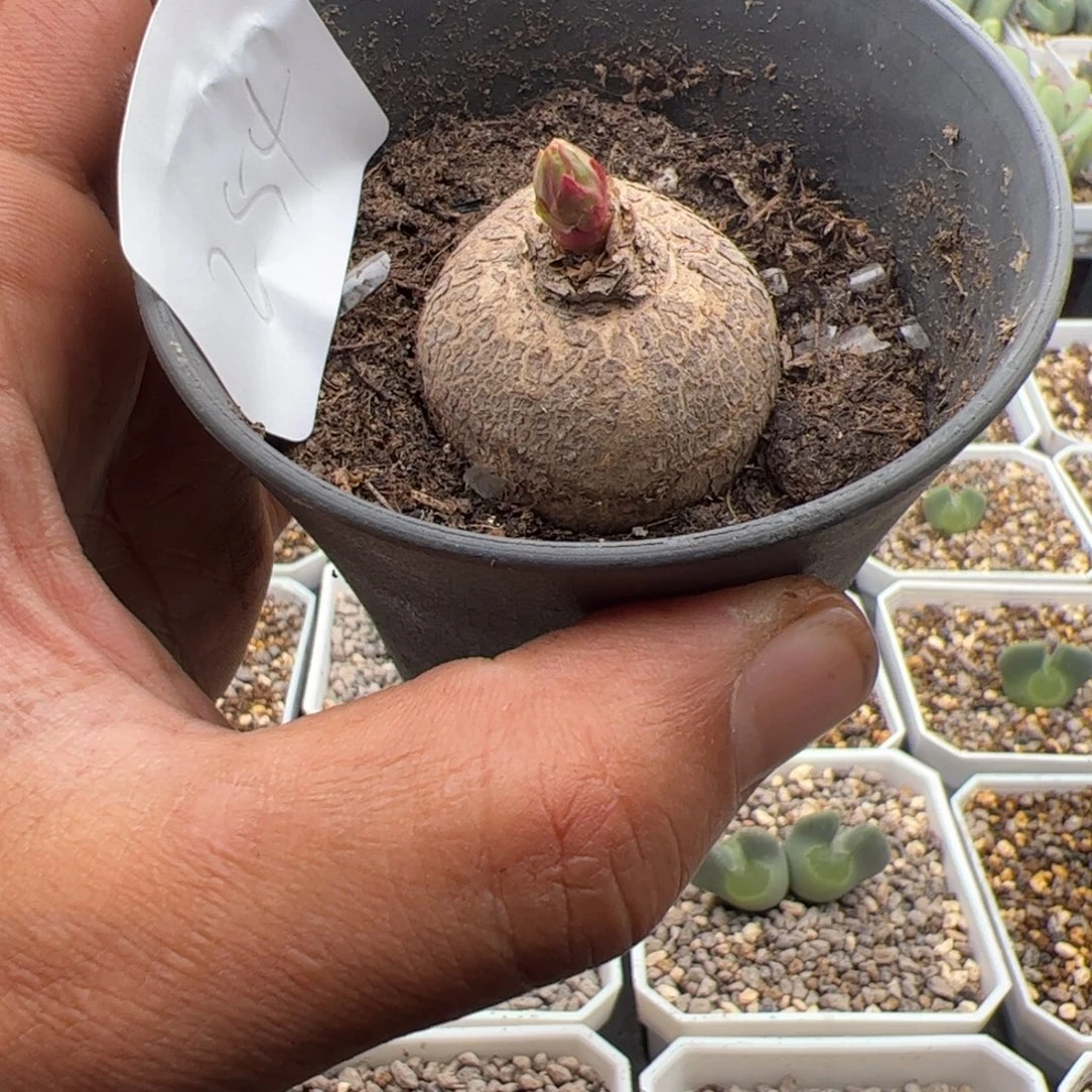 10.7玫瑰大戟多肉植物254