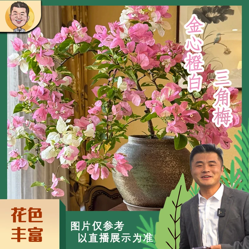 金心橙白三角梅喜光易养护勤花室内室外阳台庭院花卉盆栽地栽观赏