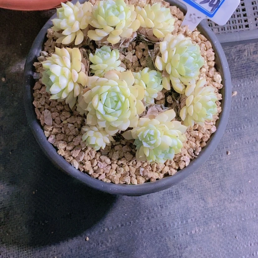 【闪购商品】如****见2734