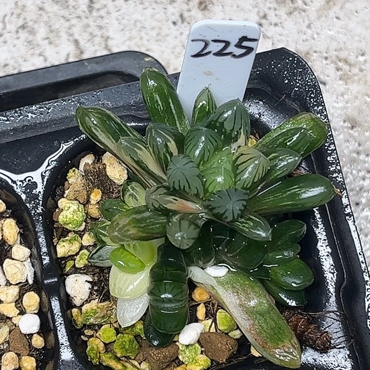 225多肉残雪玉露锦脱土发货