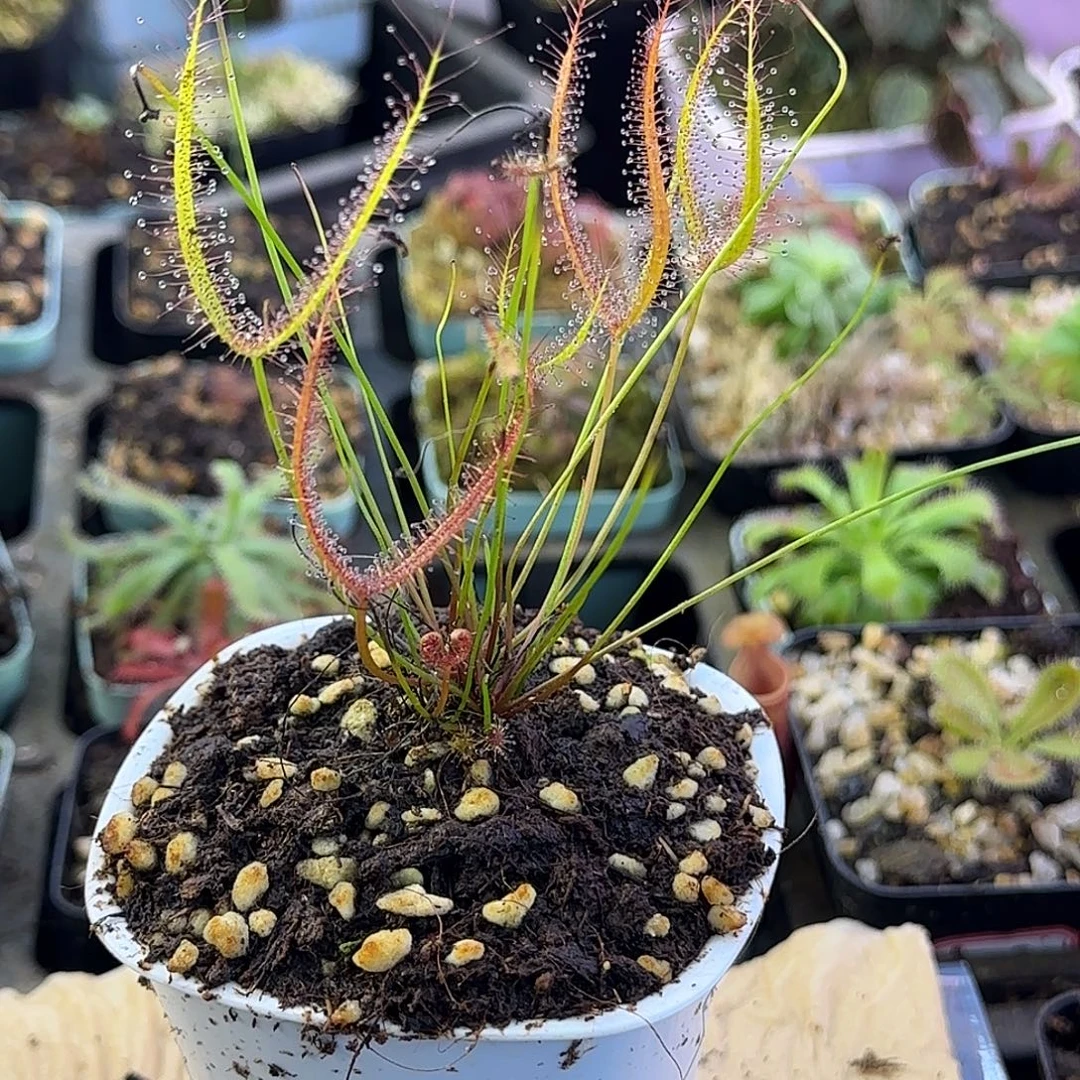 无花朵巨型叉叶茅