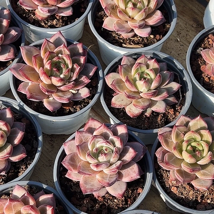 夜魔侠         福利多多