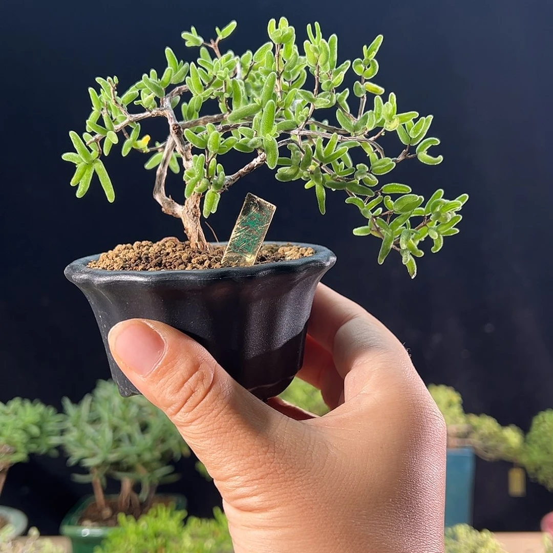 24彩虹卷锦精品造型老桩