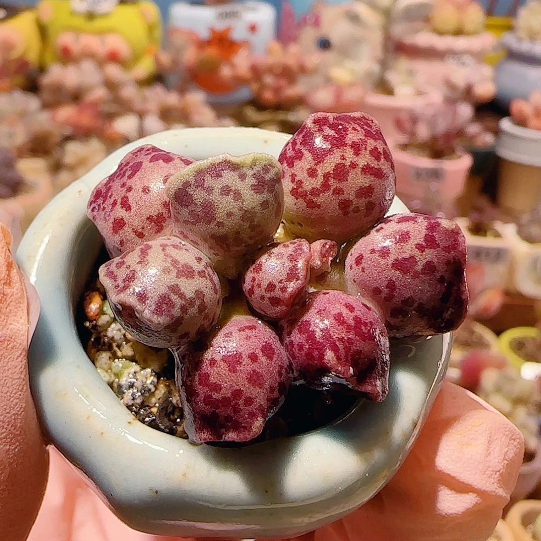 T猫耳海豹盆口2.5cm