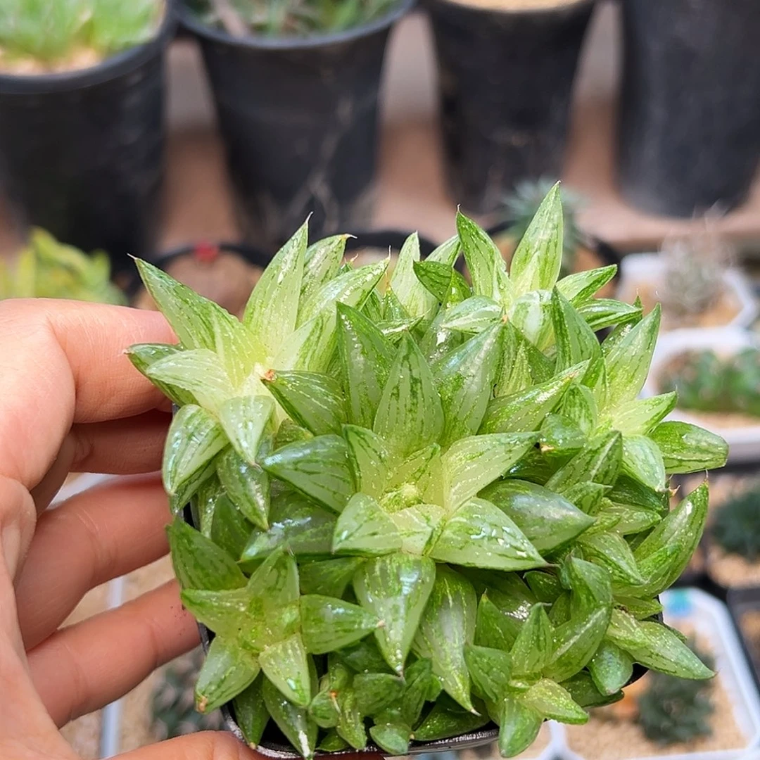 冰砂糖玉露锦一盆一盆