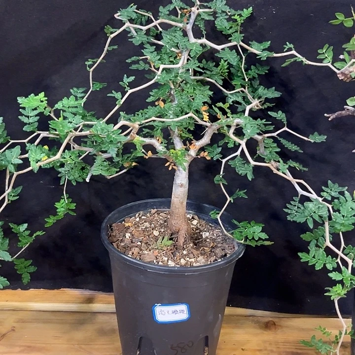 潮流植物滔天橄榄，树型