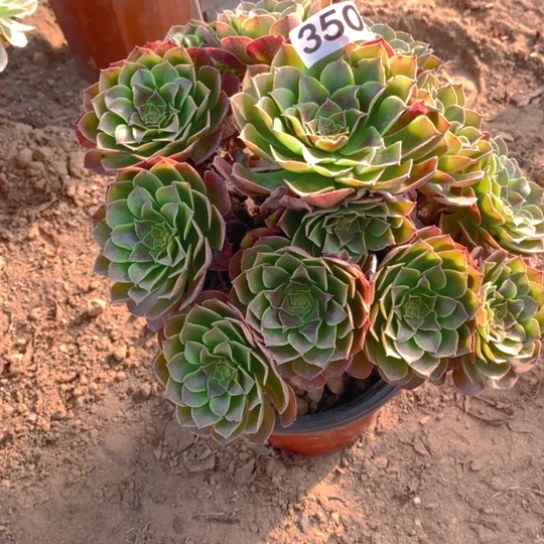 无花朵350多肉植物黑魔