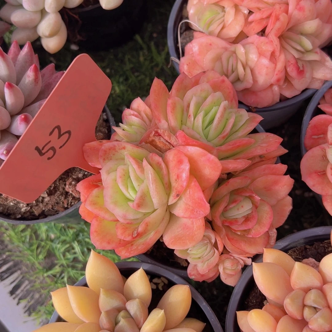 香玉的故事是一个人的故事