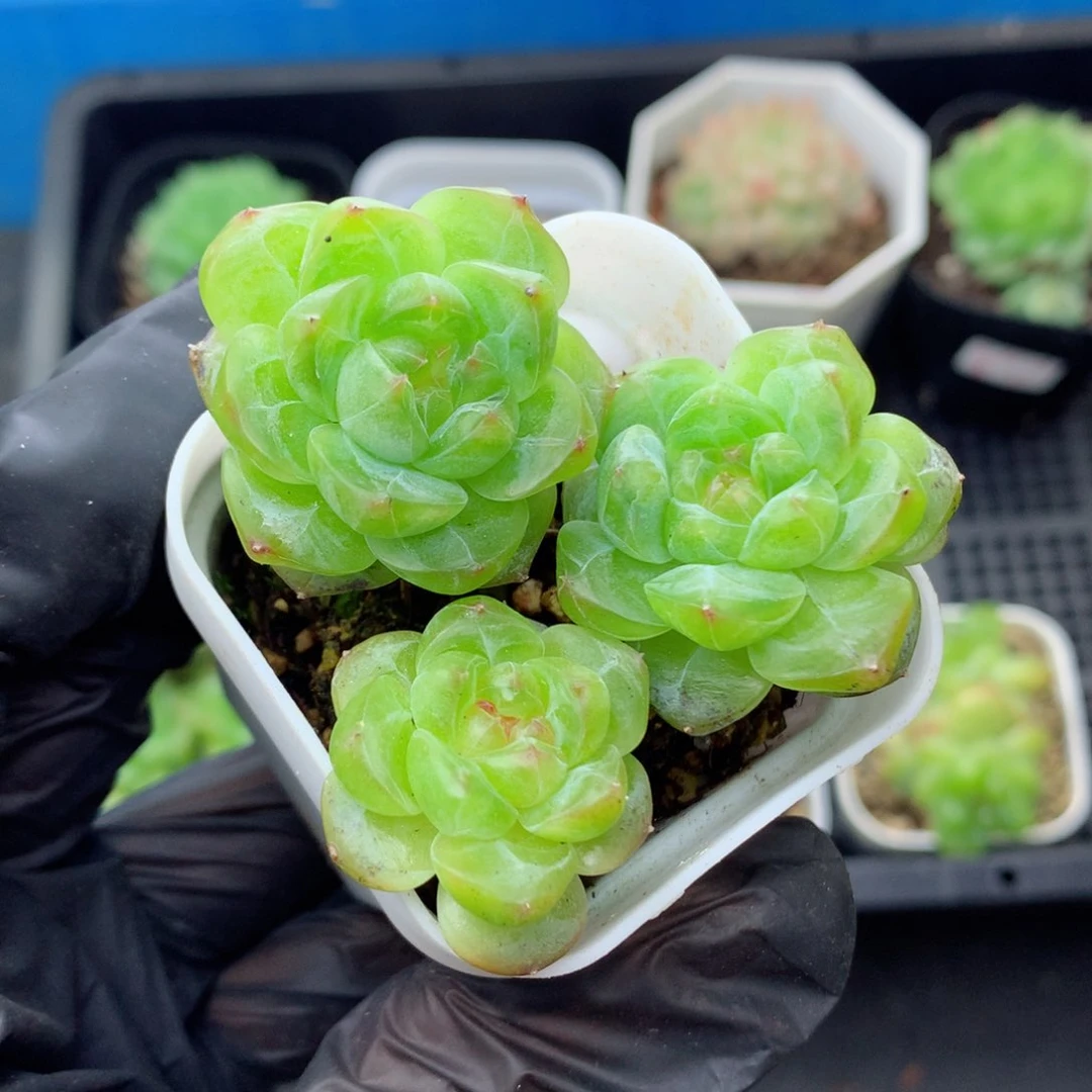 58包邮  群生不包整甜心38