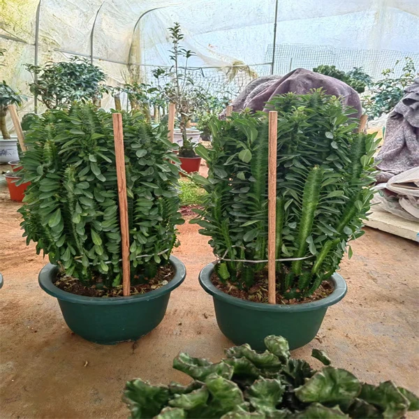 龙骨植物盆栽室内外绿植吸甲醛四季常青庭院客厅好养