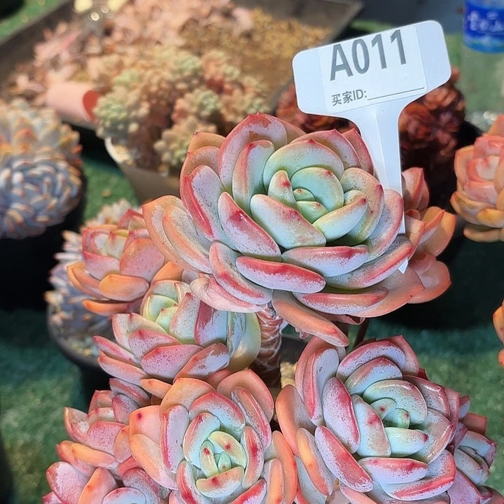 汾**少白月光一物一拍A011