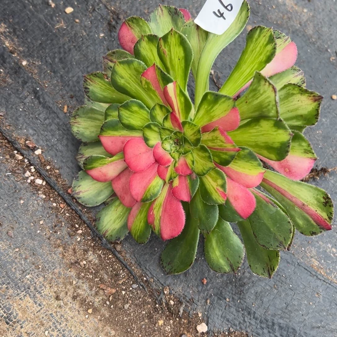 46知否多肉植物系