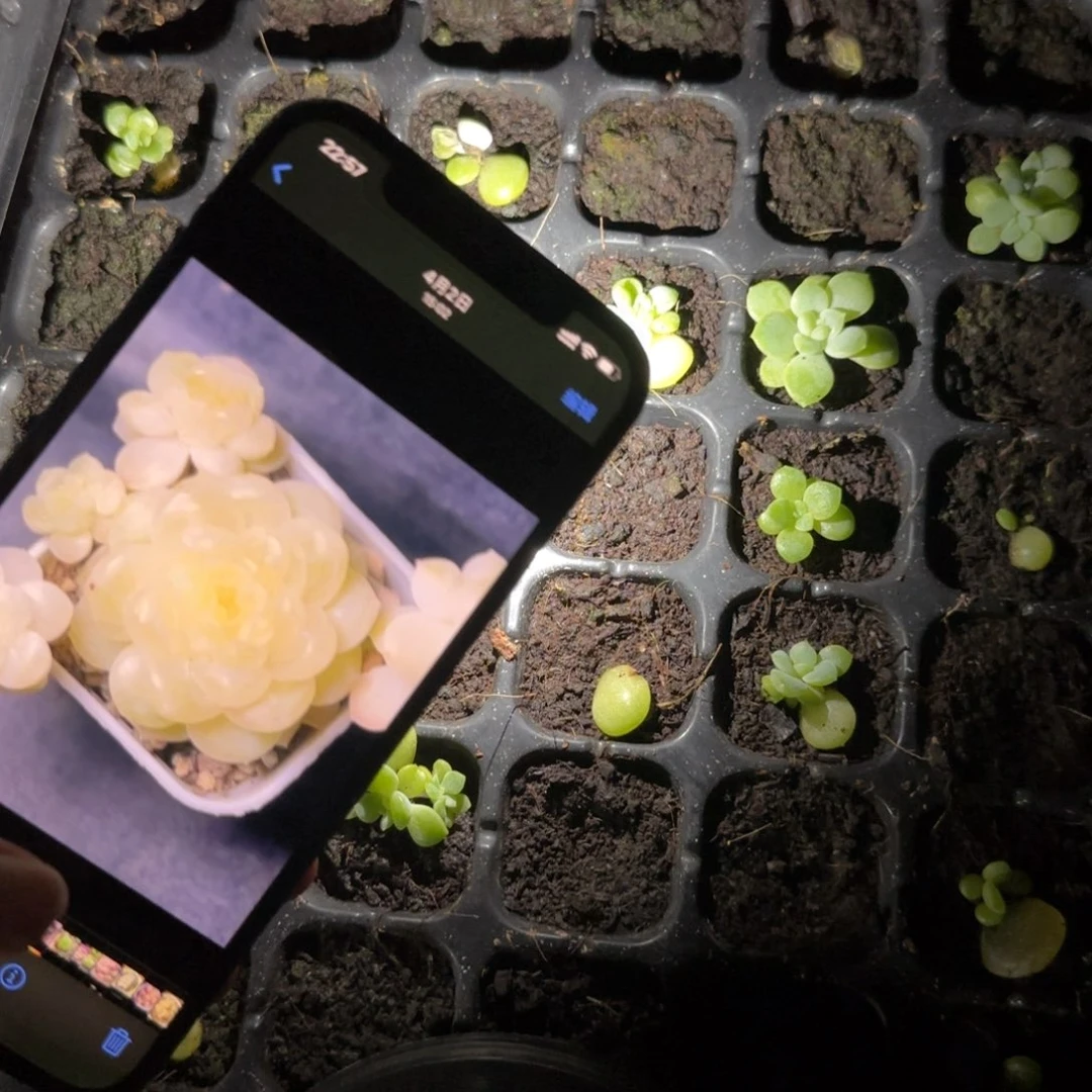 C33奶油财富中苗穴一个满25包邮