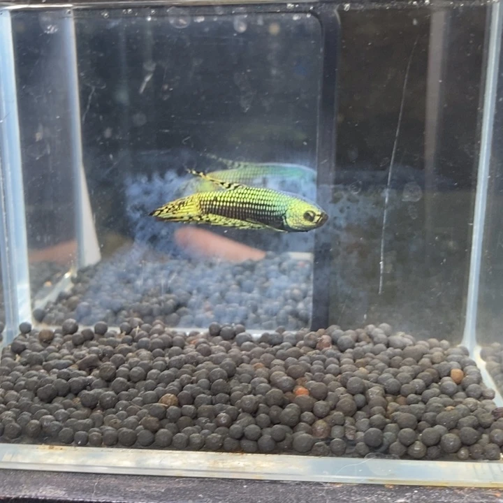 斗鱼泰国斗鱼225号